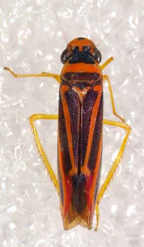 Poeciloscarta cardinalis